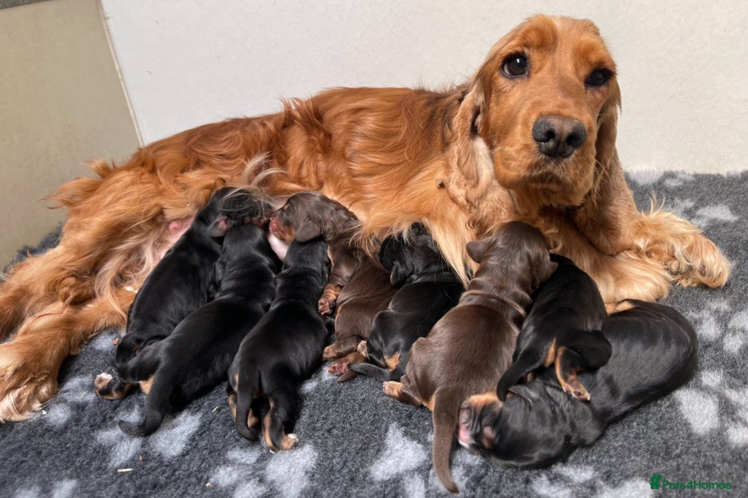 Cocker Spaniel dogs for sale: KC Registered Show Type Cocker Spaniel Puppies - Image 3