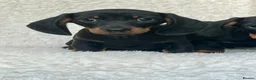 Dachshund dogs for sale: Beautiful Miniature Dachshund Puppies  - Advert 2