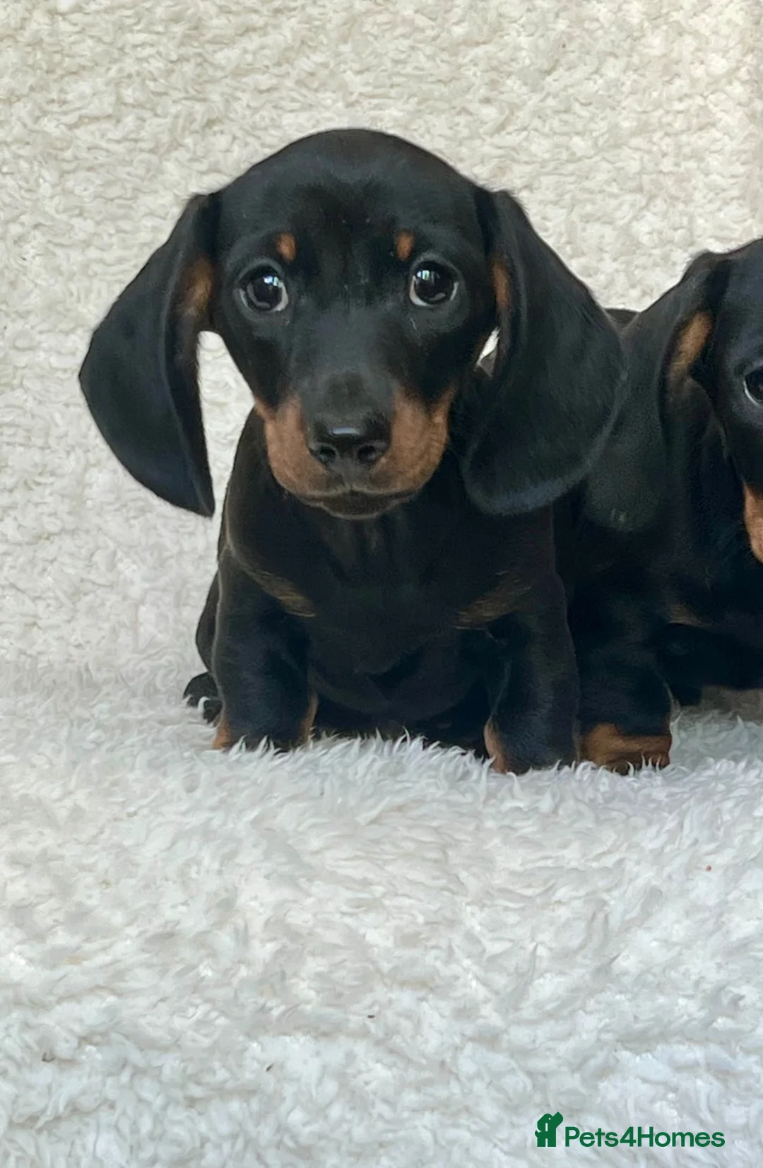 Dachshund dogs for sale: Beautiful Miniature Dachshund Puppies  - Advert 2