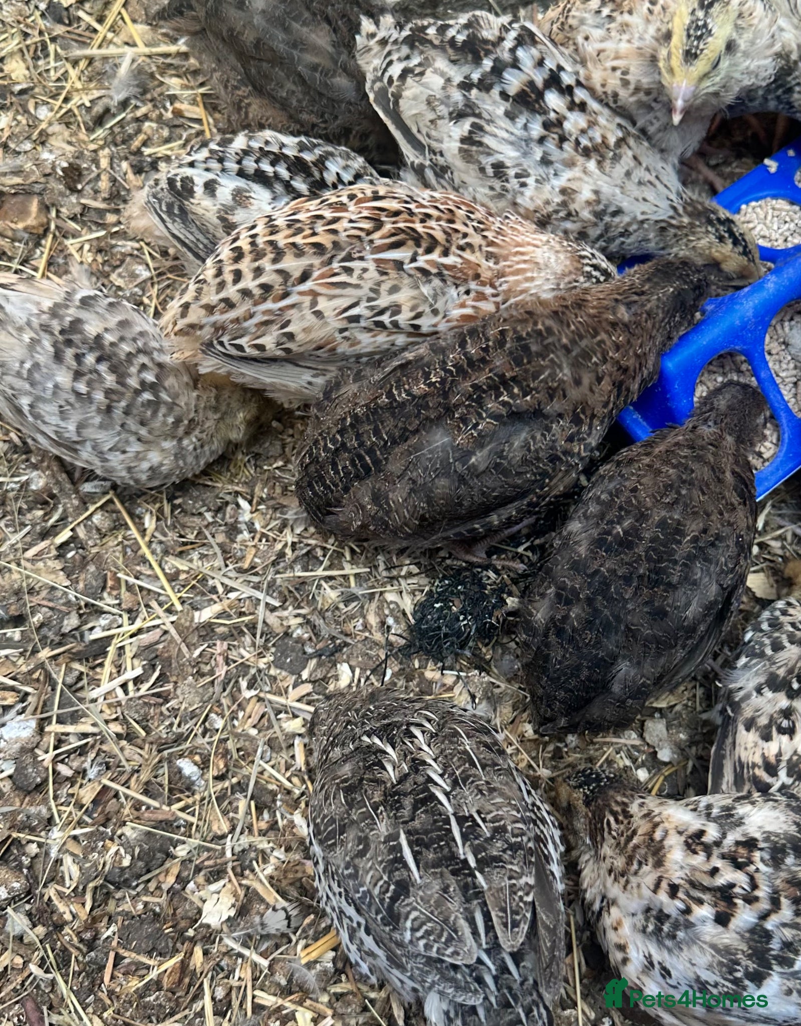 Quail poultry Coturnix quails - Advert 2