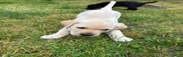 Labrador Retriever dogs for sale: Golden Labrador puppy  in Petworth - Advert 5
