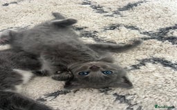 Scottish Fold cats for sale: Scottish fold X British Blue kittens for sale.  - Image 9