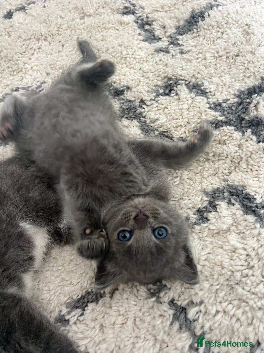 Scottish Fold cats for sale: Scottish fold X British Blue kittens for sale.  - Image 9