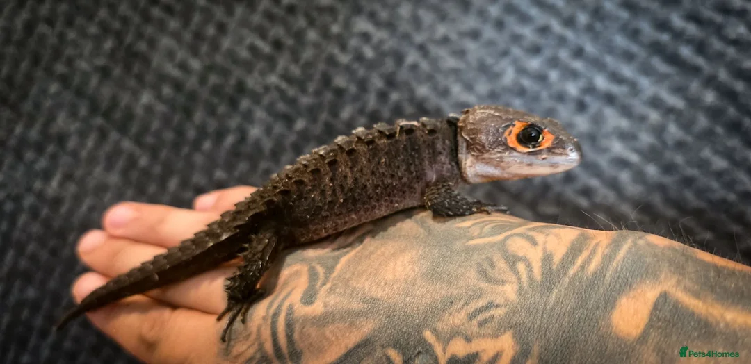 Skink reptiles for sale: Proven pair Red eye crocodile skinks  - Advert 2