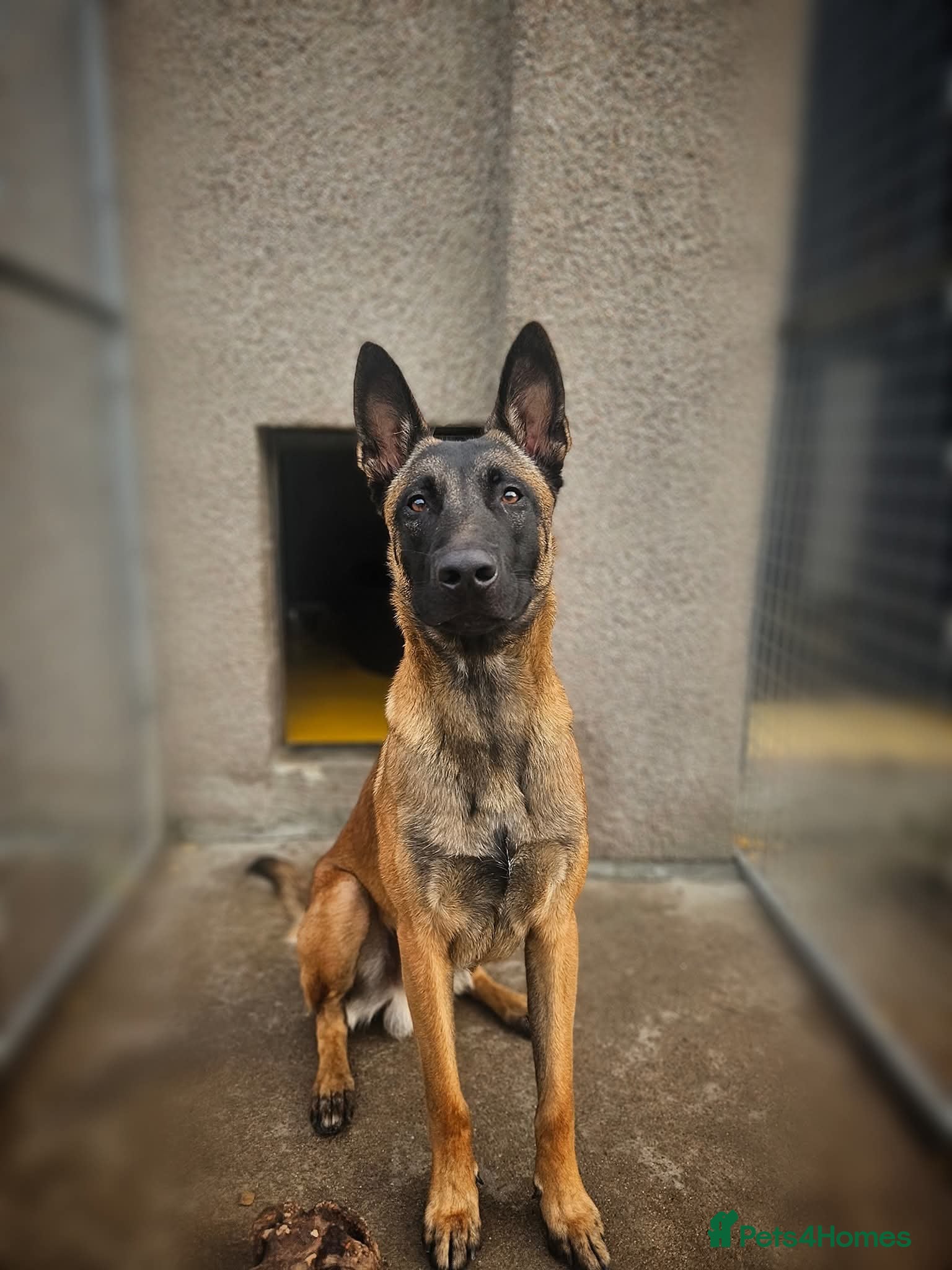 Belgian Shepherd Dog dogs Belgian malinois for stud - Advert 3
