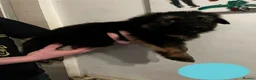 German Shepherd dogs for sale: LAST 3 PUPS READY TO GO NOW - Advert 37