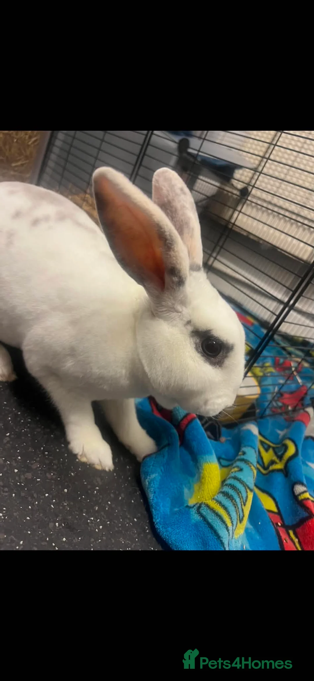 Mixed Breed rabbits for sale: Rabbit for rehoming - Advert 7