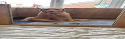 Labrador Retriever dogs for sale: Beautiful Red Fox Labrador Retriever Puppies - Advert 4