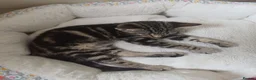 Mixed Breed cats for sale: Available Now! 2 Kittens tabby stripe tuxedo cats  - Advert 11