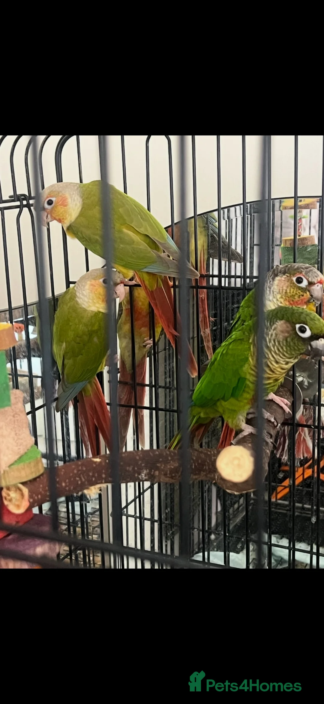Conures birds for sale: Pineapple and green cheeked conures for Sale  in Coventry - Advert 1