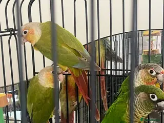 Conures birds Pineapple and green cheeked conures for Sale - Advert 1