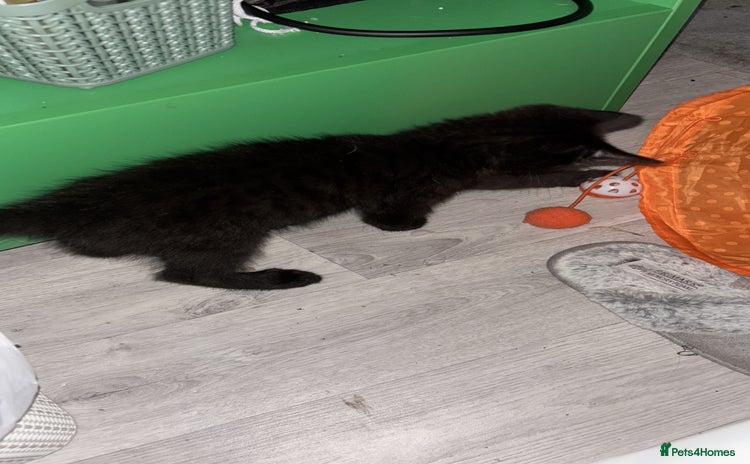 Domestic Shorthair cats - Advert 1