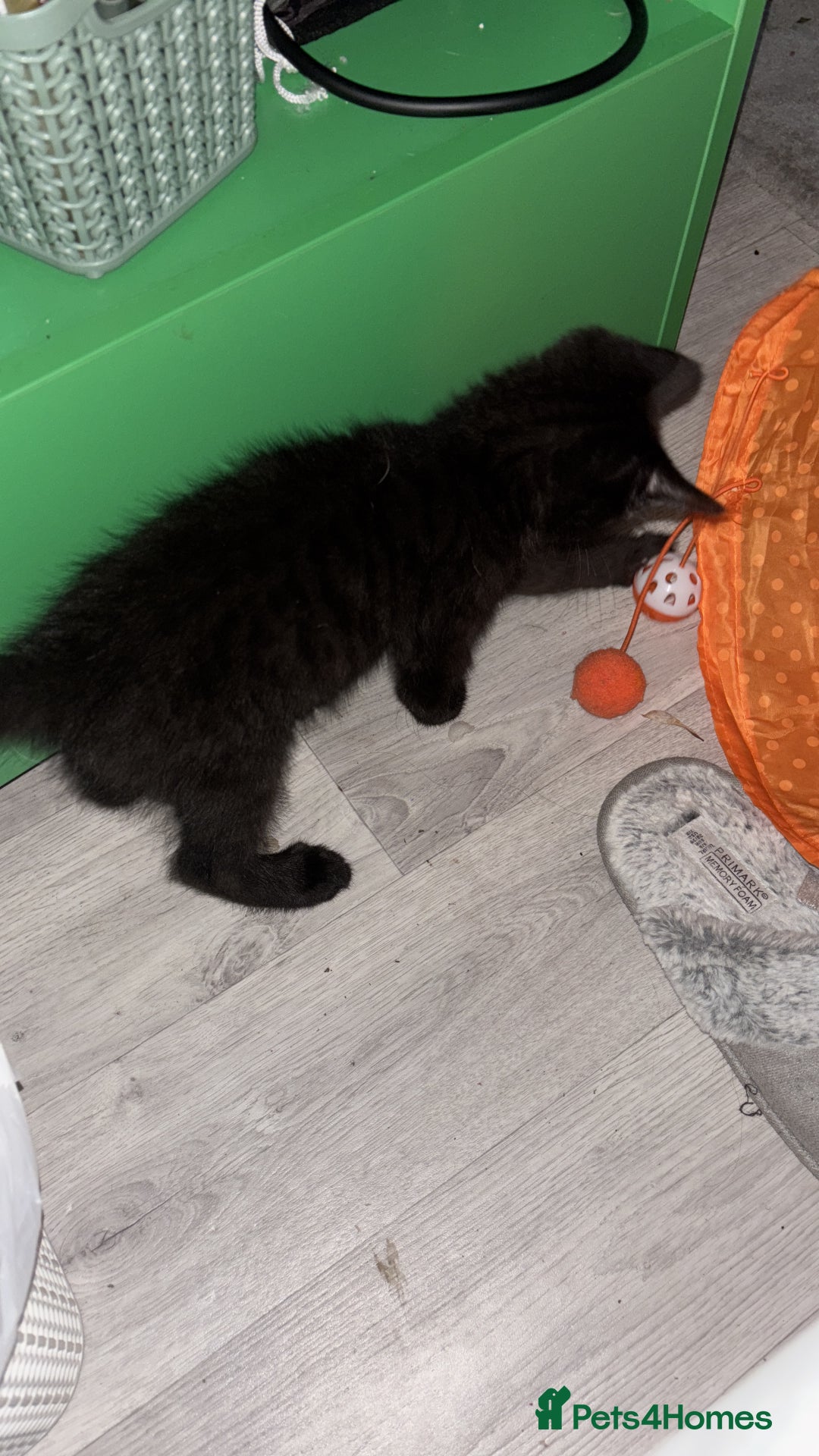 Domestic Shorthair cats for sale: Black male kitten from a sphinx mother - Image 1