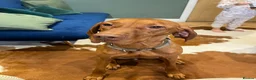 Hungarian Vizsla dogs for sale: Beautiful KC Registered Hungarian Vizsla puppies  in Blackburn - Advert 22