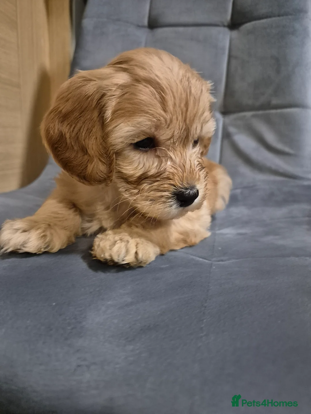 Cockapoo dogs for sale: 7 Cockapoo puppies - Advert 12