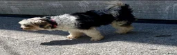 Biewer Terrier dogs for sale: Biewer terrier in Swansea - Advert 4