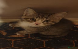 Scottish Fold cats for sale: Adorable kuttens❤ - Advert 4