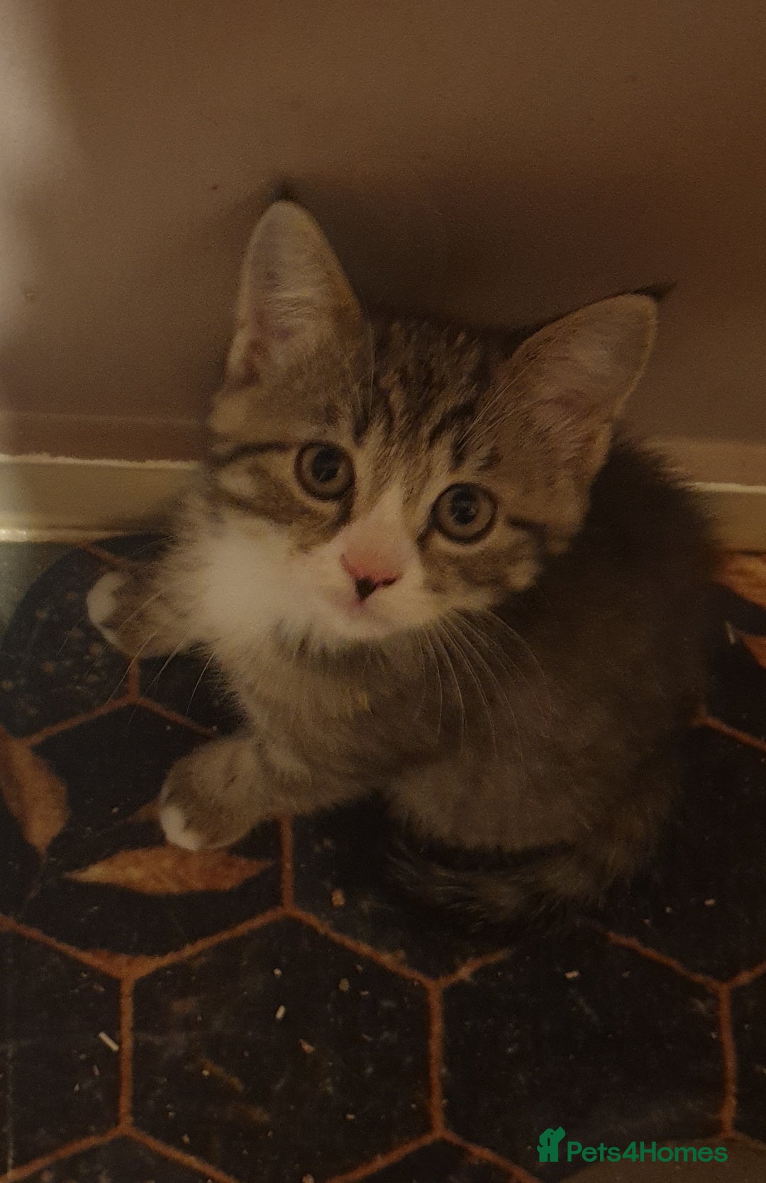 Scottish Fold cats for sale: Adorable kuttens❤ - Advert 4