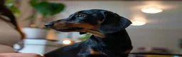 Dachshund dogs for sale: Six beautiful miniature smooth haired dachshunds - Advert 25