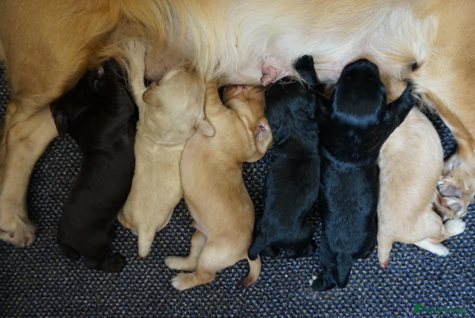 Cocker Spaniel dogs for sale: Cocker Spaniel puppies in Diss - Advert 21