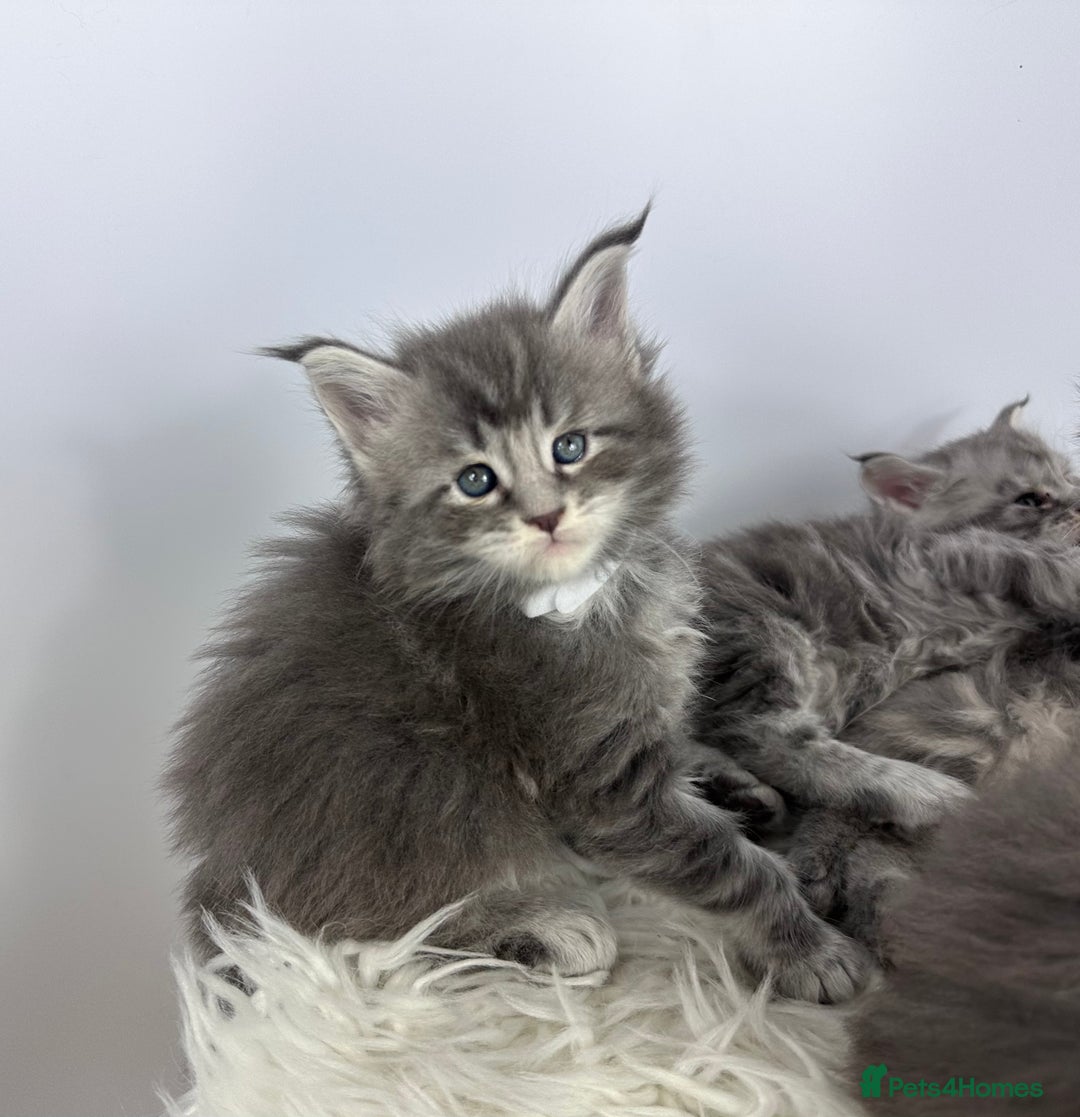 Maine Coon cats for sale: 6 Gorgeous Pure Breed Maine Coon Kittens - Advert 8