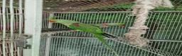 Parrots birds for sale: Pair Alexandrine Parakeets + Tall Wheeled Cage in Cannock - Advert 2