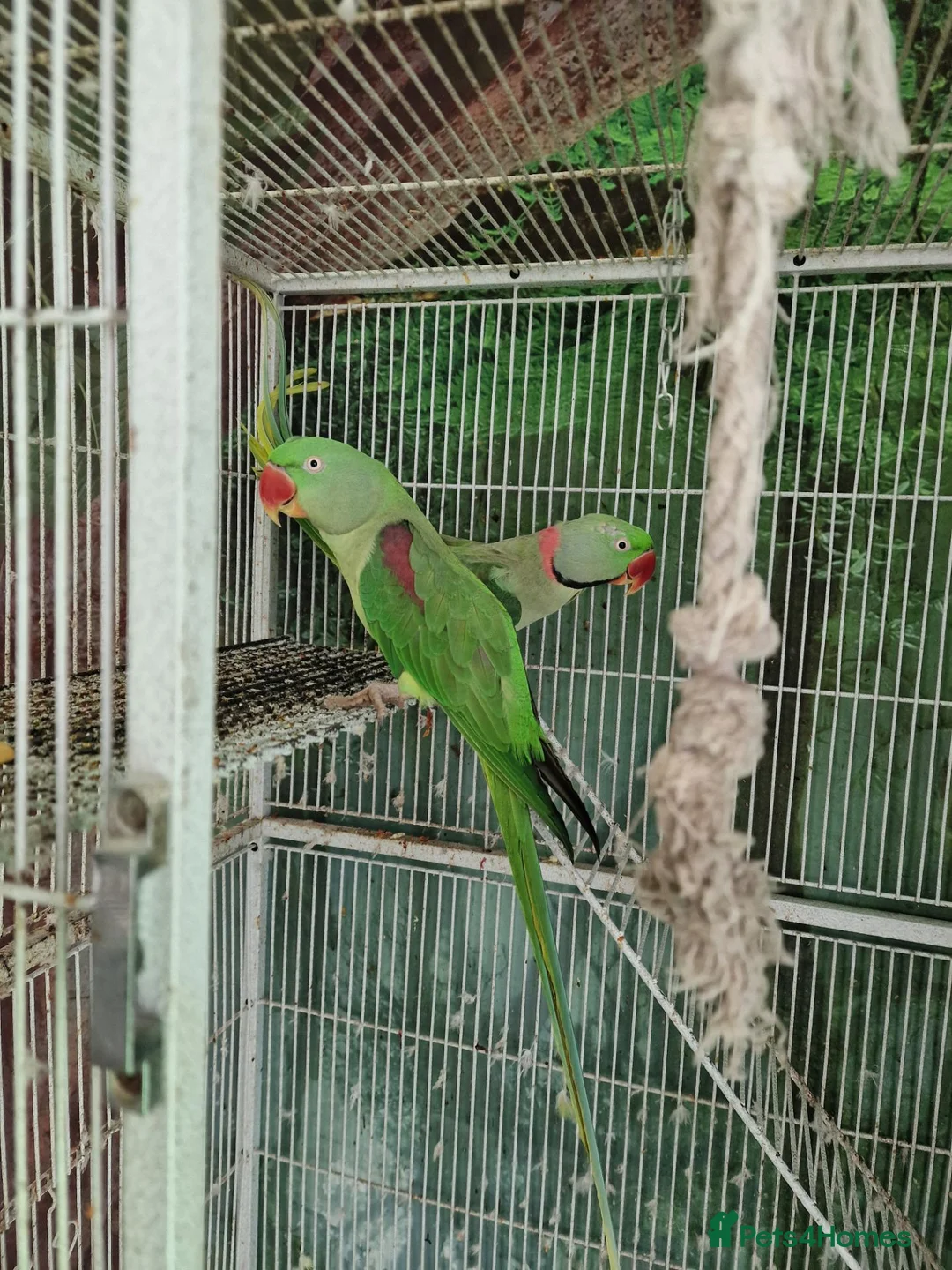 Parrots birds for sale: Pair Alexandrine Parakeets + Tall Wheeled Cage in Cannock - Advert 2