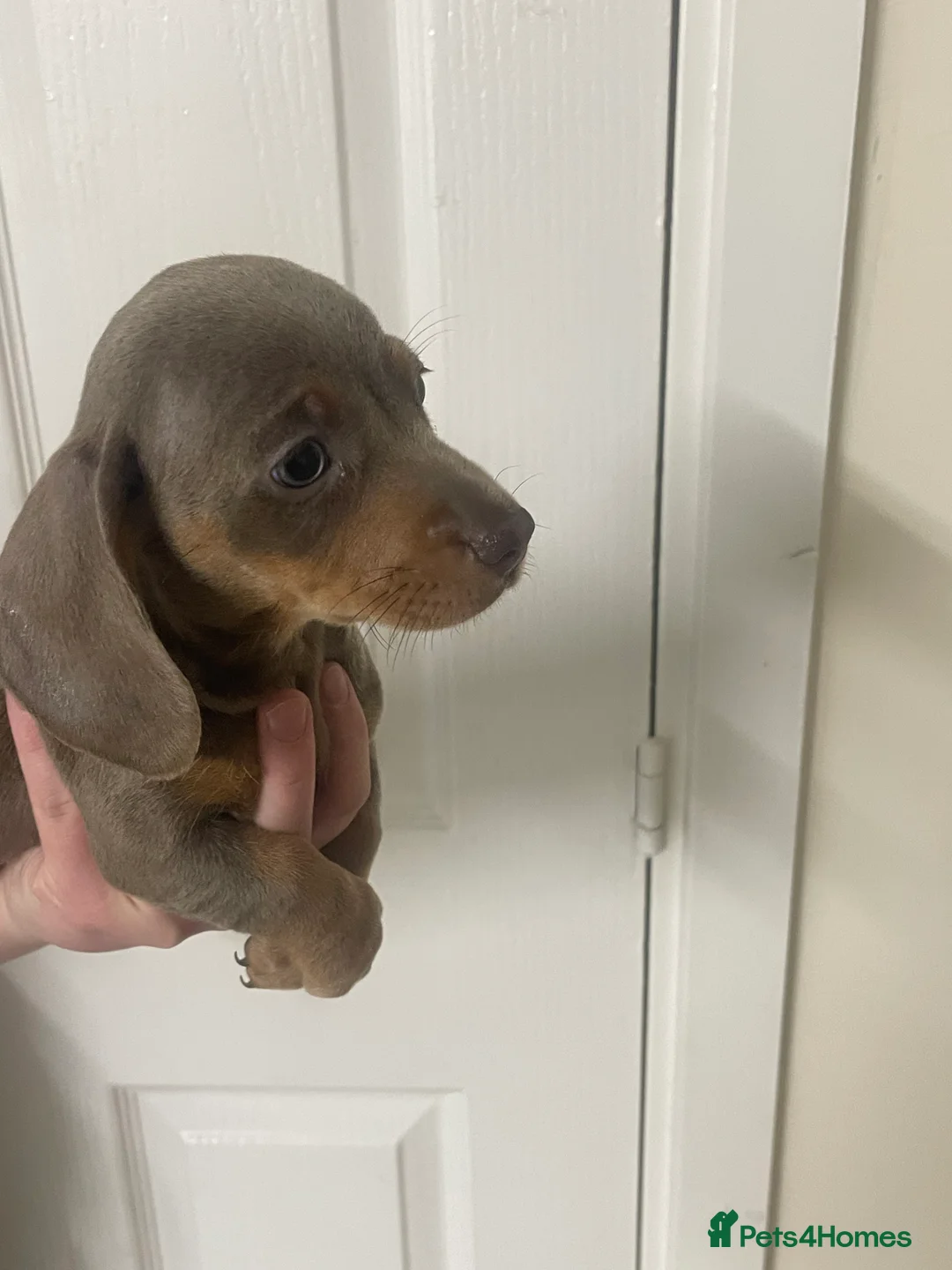 Dachshund dogs for sale: Dachshund Isabella and tan - Advert 8
