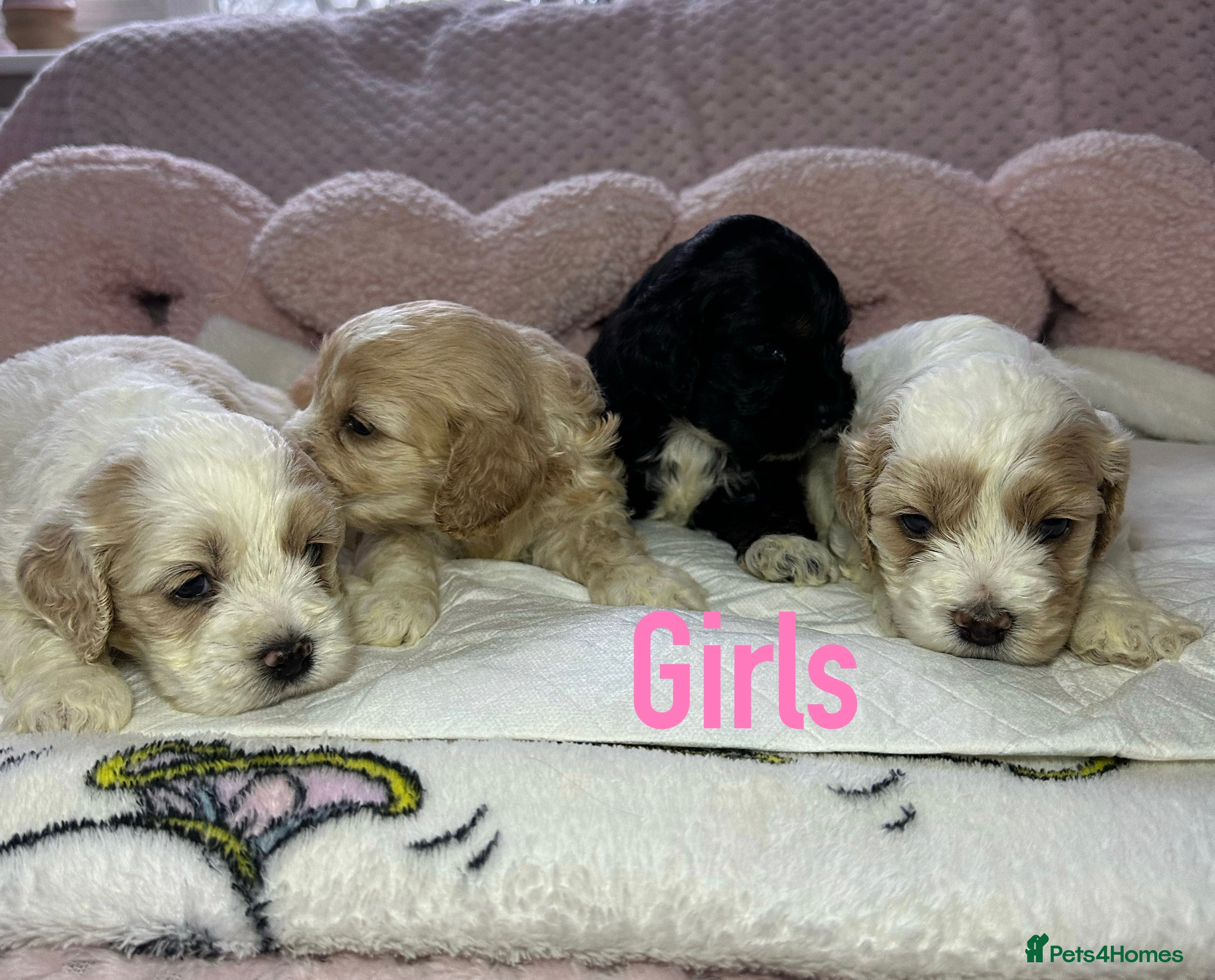 Cockapoo dogs Cockerpoo puppies  - Advert 3