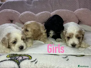 Cockapoo dogs Cockerpoo puppies - Advert 12