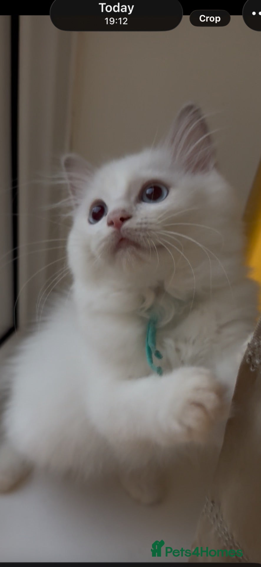 Ragdoll cats Stunning ragdolls kitten 🥰 - Advert 1