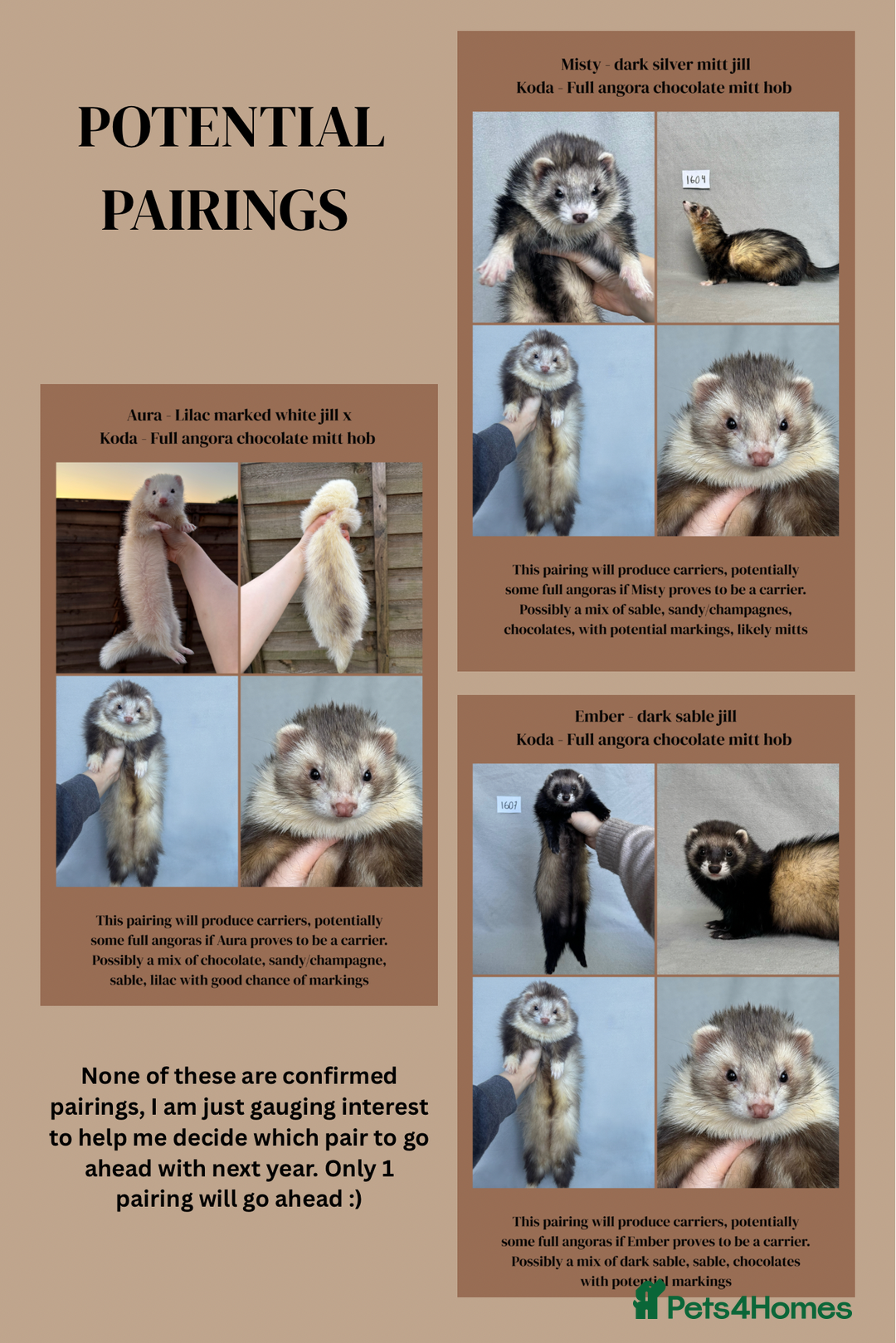 Ferret rodents for sale: ✨Potential 2026 breeding✨ - Image 3