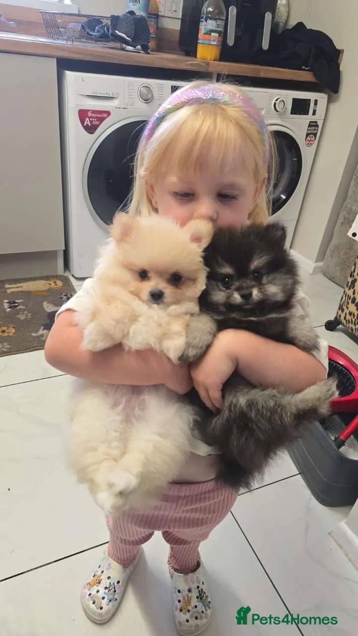 Pomeranian dogs for sale: Stunning minature poms, With cute teddy bear faces - Advert 1
