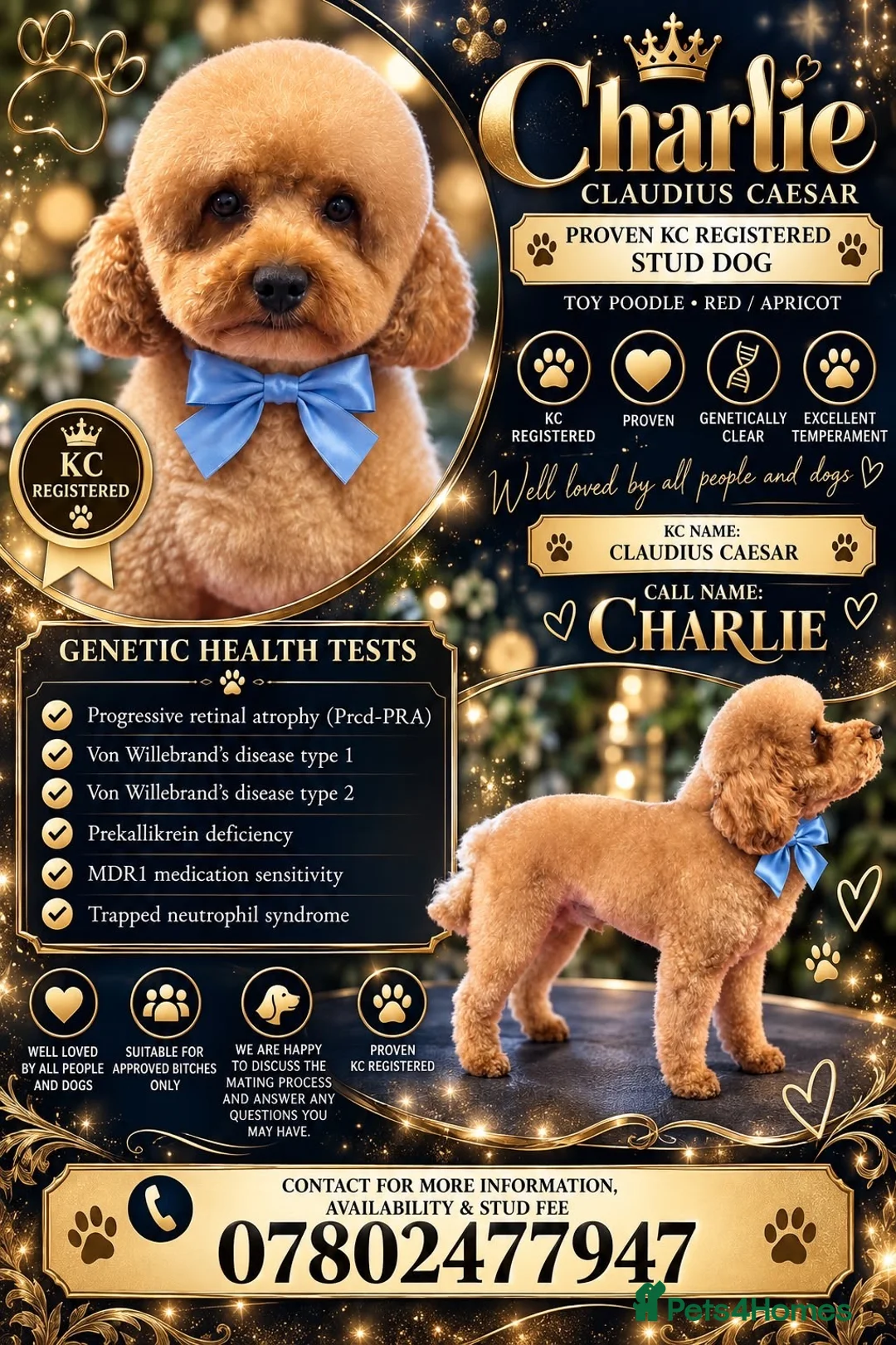 Miniature Poodle dogs for stud: KC proven &  fully health tested - Advert 2
