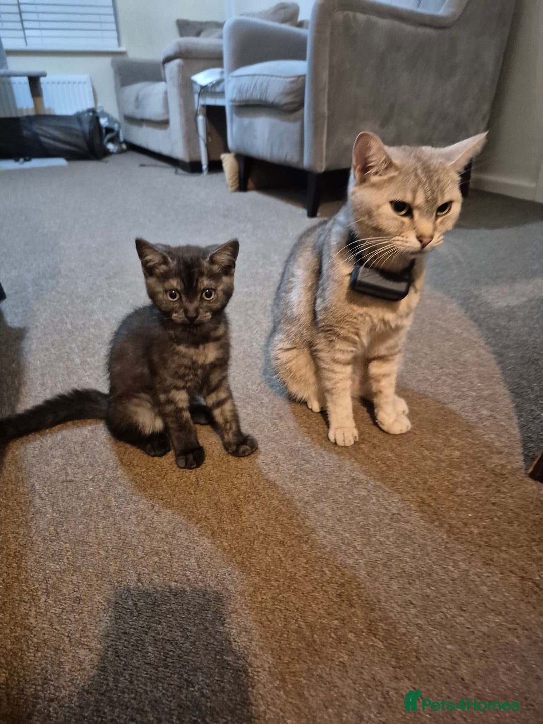 British Shorthair cats for sale: Black Short Haired Tabby Cross Breed Kitten - Image 15