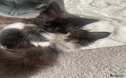 Mixed Breed cats for sale: Beautiful Kittens ready for their forever home!!  - Image 1