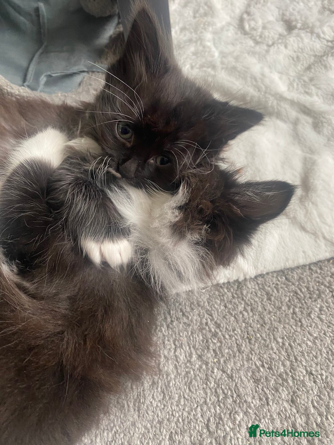 Mixed Breed cats for sale: Beautiful Kittens ready for their forever home!!  - Image 1