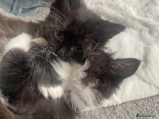 Mixed Breed cats - Advert 8