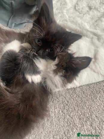 Mixed Breed cats - Advert 1