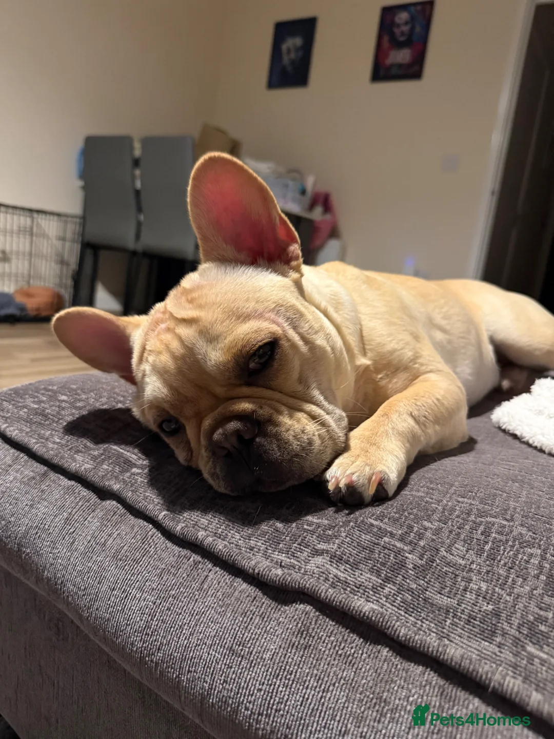 French Bulldog dogs for sale: Beautiful Fawn boy  - Advert 2