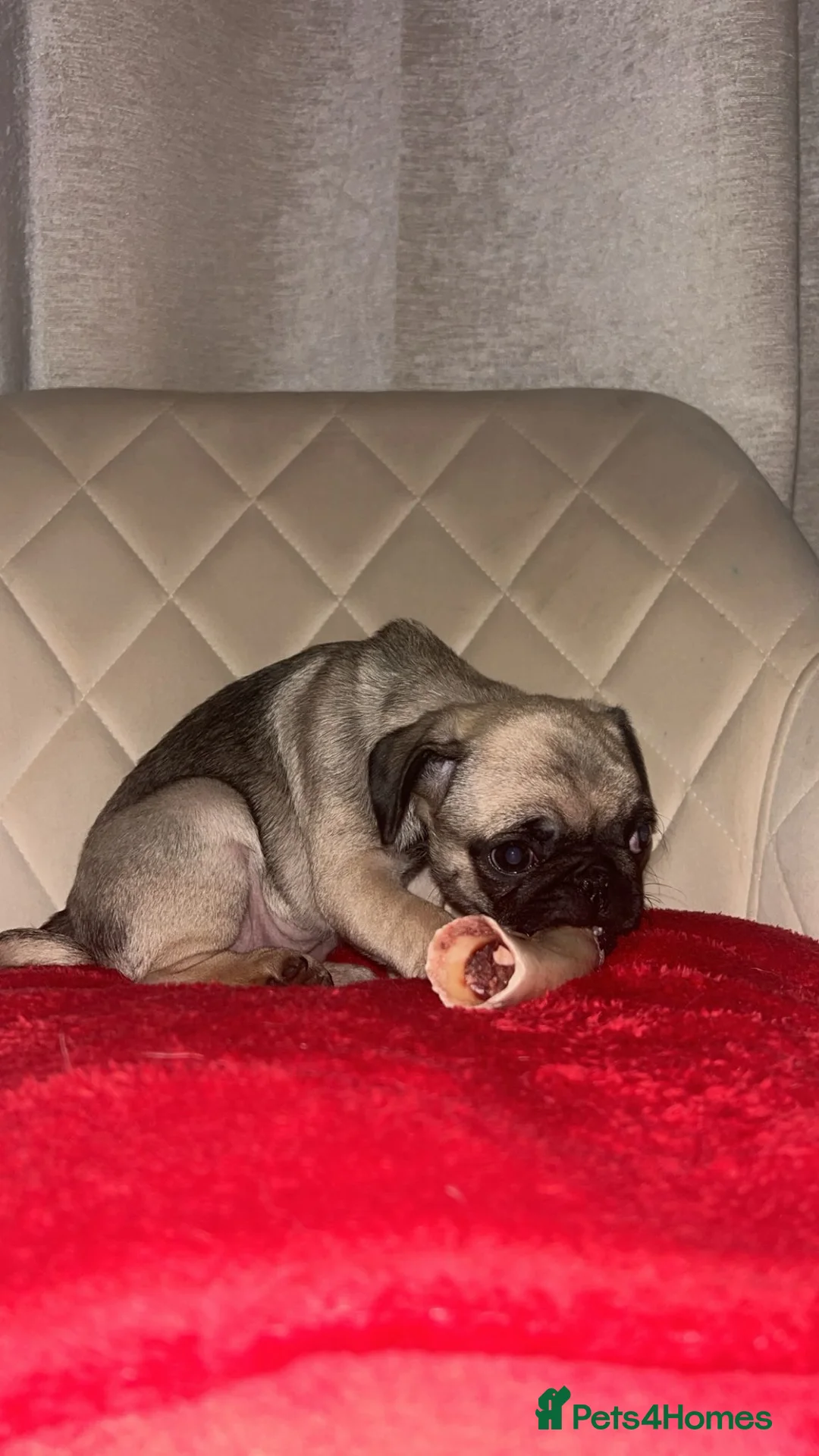 Pug dogs for sale: Pedigree female pugs kc registered 8 weeks old  - Advert 2