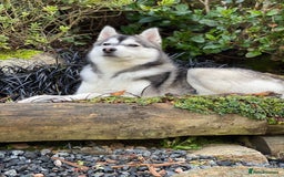 Pomsky dogs for stud: STORM🐾🐺 Champion F2 pomsky for stud  - Image 2