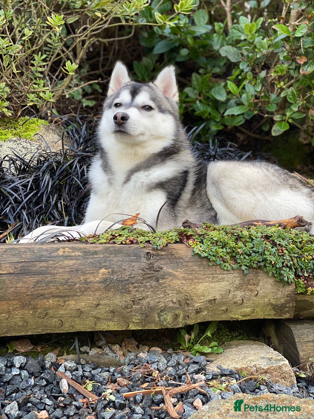 Pomsky dogs for stud: STORM🐾🐺 Champion F2 pomsky for stud  - Image 2
