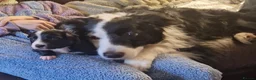Bearded Collie dogs for stud: Proven stud - Advert 7