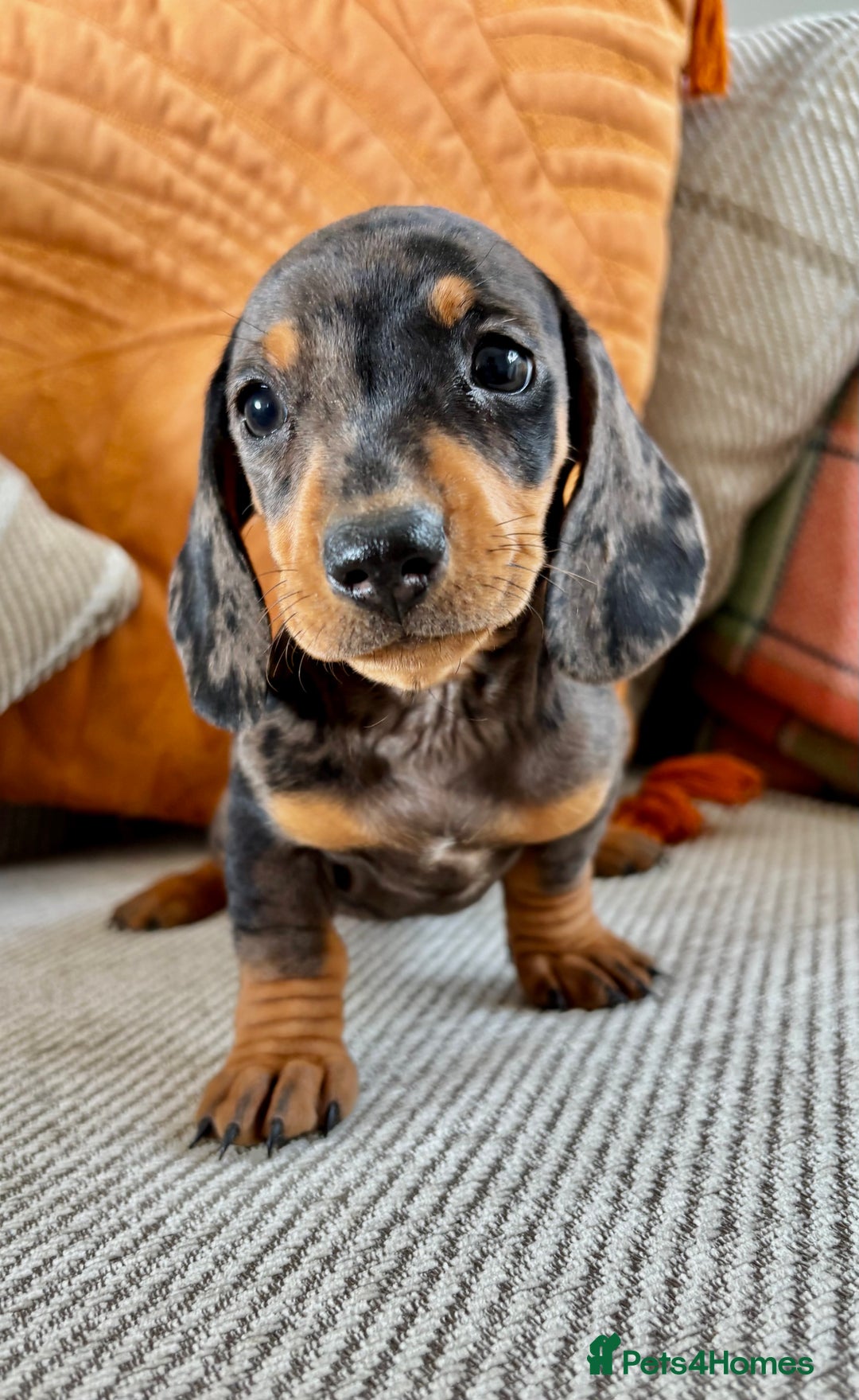 Miniature Dachshund dogs for sale: BEAUTIFUL KC REG AND PRA CLEAR MINIS - Image 20