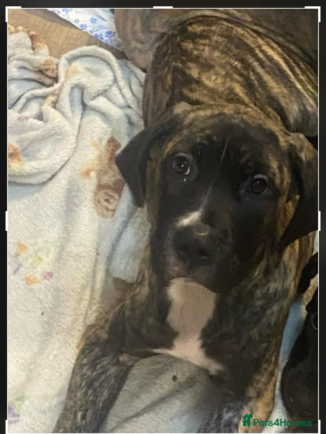 Mixed Breed dogs for sale: 5 month old Cane corso mix puppies  - Advert 2