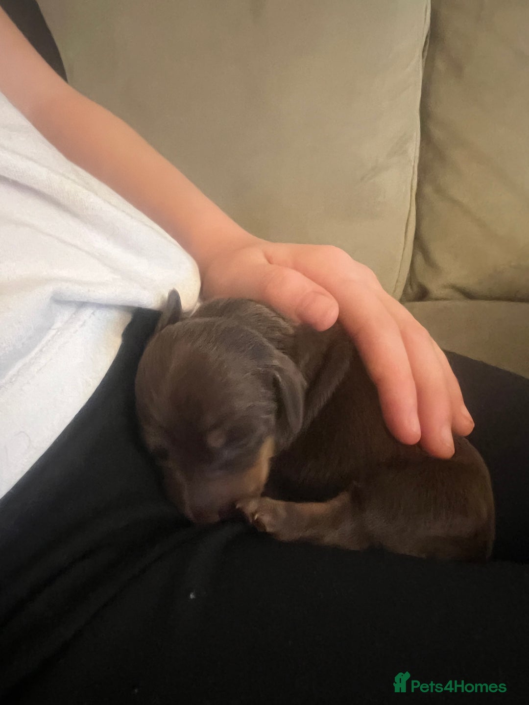 Miniature Dachshund dogs for sale: Just born, miniature dachshunds, boys & girls - Advert 12