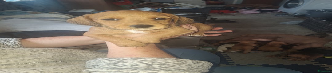 Apollo