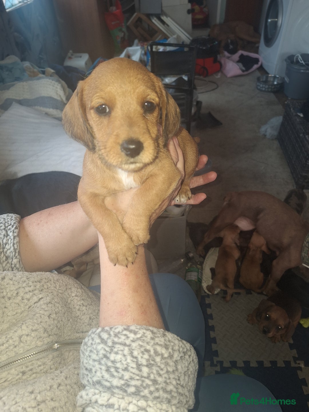 Mixed Breed dogs for sale: Beautiful litter of dachshund mix puppies  - Image 7
