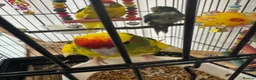 Parakeets birds for sale: Kakariki Babies  - Advert 3